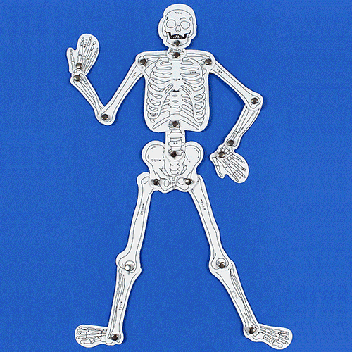 인체골격 만들기(우리몸의 뼈구조)(10인세트)