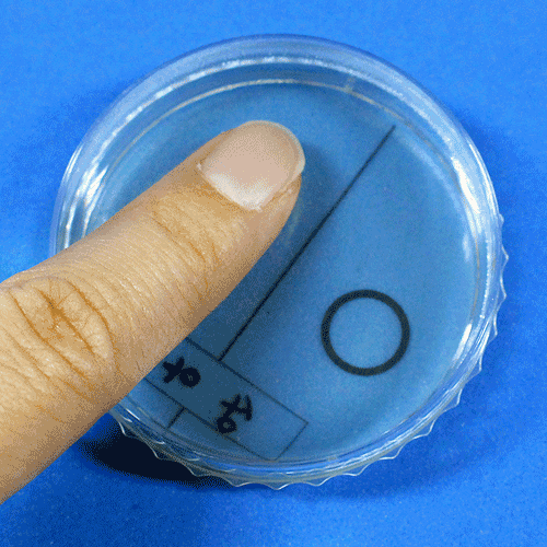 손에있는 세균비교검사(5인세트)